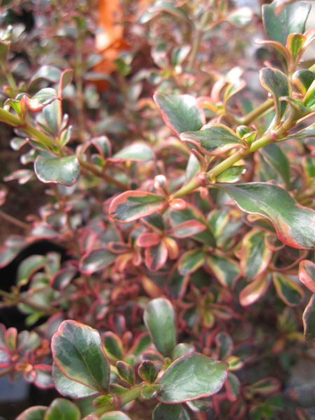 Coprosma Fireburst 4